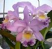 Ca. Valentine Billys Blue HCC/AOS